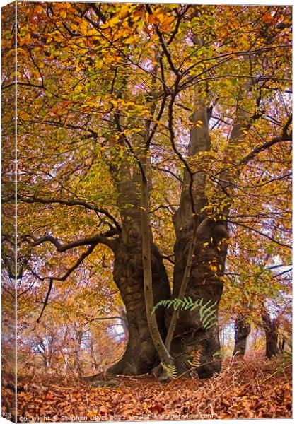 Autumn in the Forest Canvas Print by Stephen Oliver