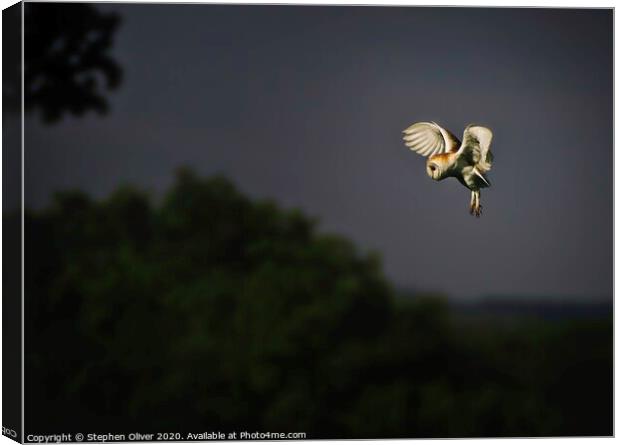 Hovering Canvas Print by Stephen Oliver
