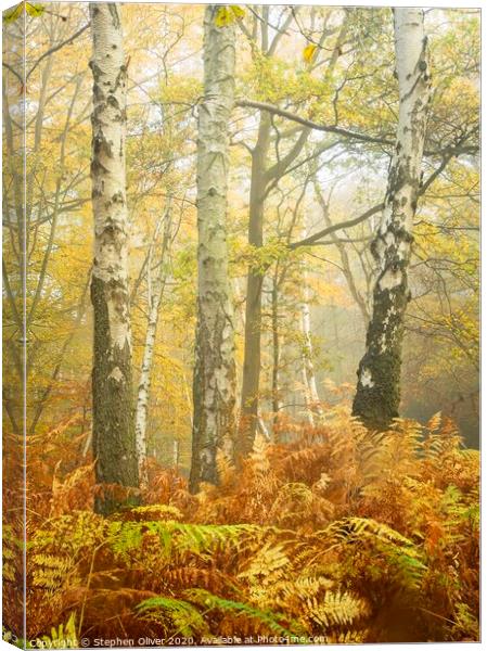 Autumn Forest Canvas Print by Stephen Oliver