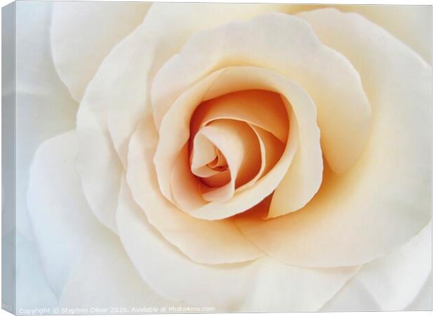 White Rose Canvas Print by Stephen Oliver