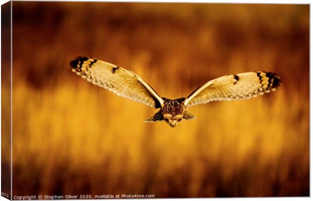 Hunting Canvas Print by Stephen Oliver