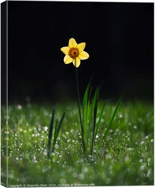 Lone Daffodil  Canvas Print by Stephen Oliver