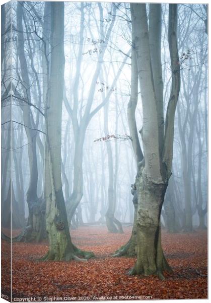 Cool Forest Canvas Print by Stephen Oliver