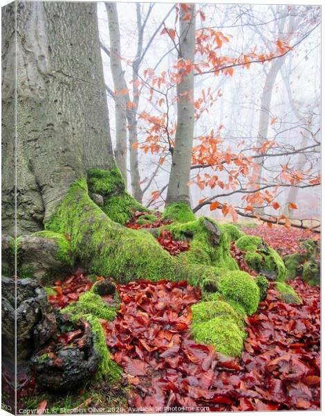 Rooted Canvas Print by Stephen Oliver