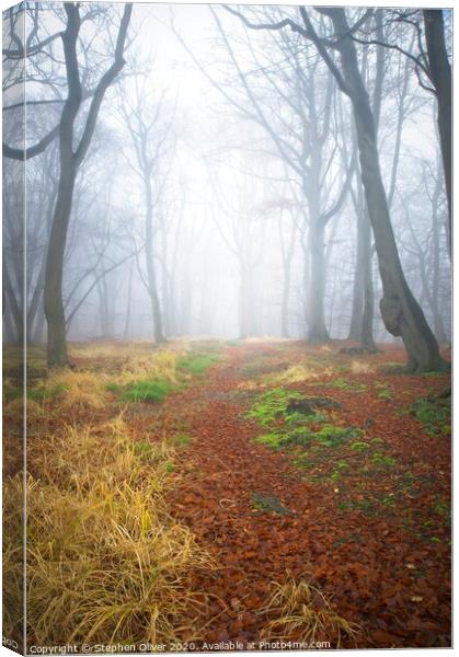 Winter Forest Canvas Print by Stephen Oliver