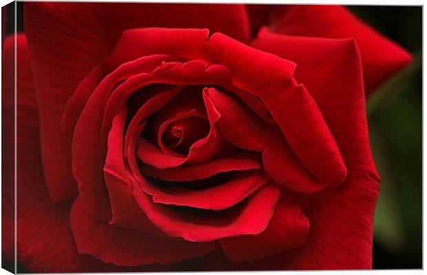 Red Rose Canvas Print by Nige Morton