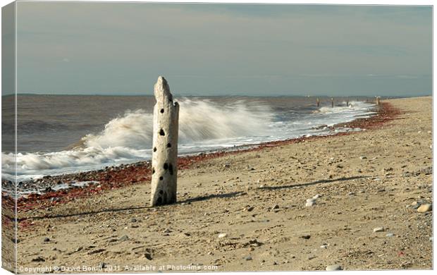 Solitary Coast Canvas Print by David Borrill