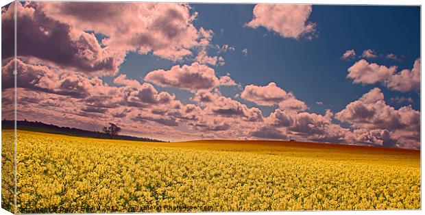 Spring Field Canvas Print by David Borrill