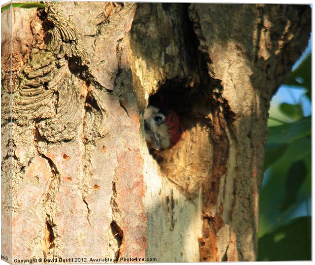 Peek-A-Boo Canvas Print by David Borrill