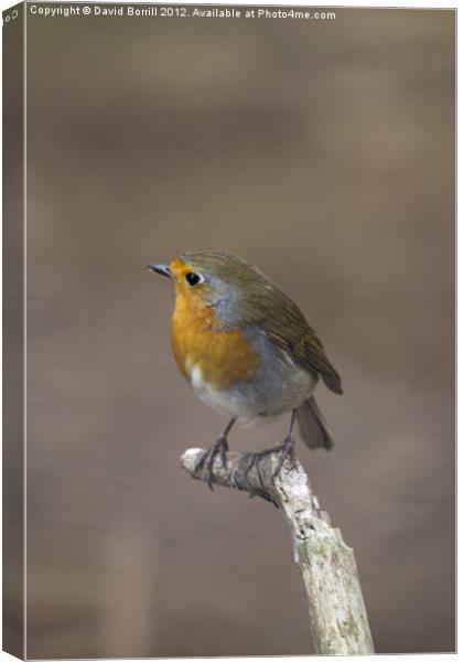 Robin (Erithacus Rubecula) Canvas Print by David Borrill