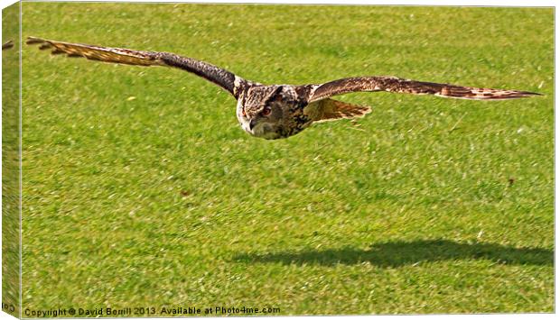 European Eagle Owl Canvas Print by David Borrill