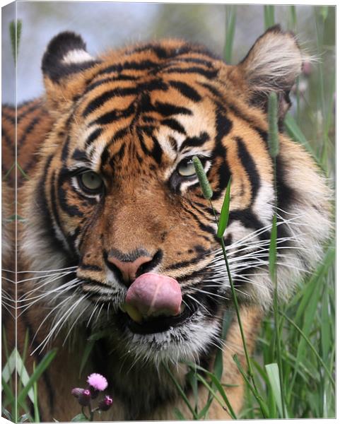 Siberian Tiger Canvas Print by David Borrill