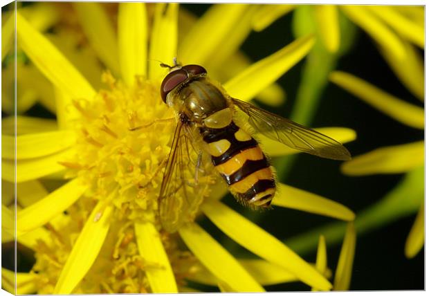 Hoverfly Canvas Print by Clive Washington