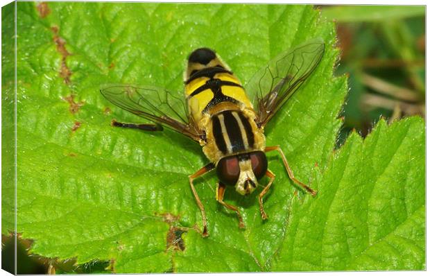 Hoverfly Canvas Print by Clive Washington