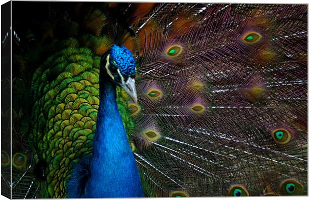 a peacock Canvas Print by elisa reece