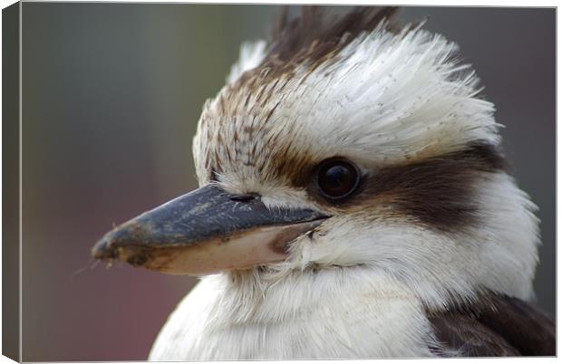 Kookaburra 2  Canvas Print by Leslie Ogier