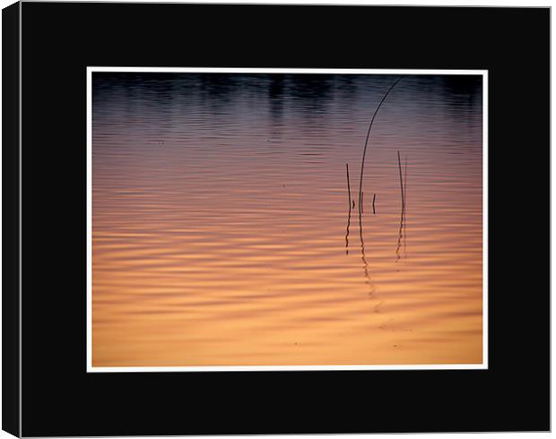 Water Reeds  Canvas Print by Heather Kitchen