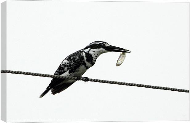 Pied Kingfisher with prey Canvas Print by Bhagwat Tavri