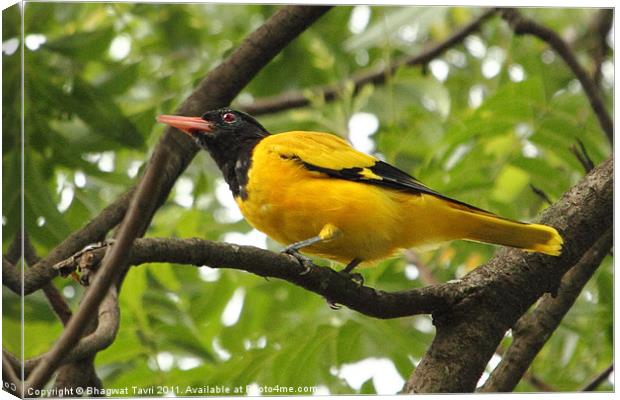 Black-hooded Oriole Canvas Print by Bhagwat Tavri