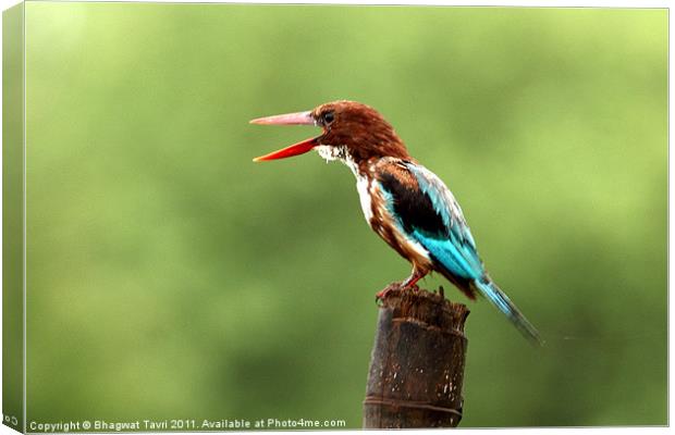 White-breasted Kingfisher Canvas Print by Bhagwat Tavri