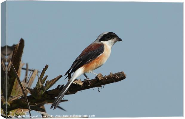 Long-tailed Shrike Canvas Print by Bhagwat Tavri