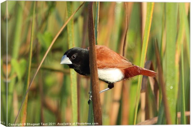 Tricolor MUNIA Canvas Print by Bhagwat Tavri