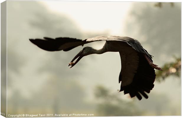 Asian Openbill with prey Canvas Print by Bhagwat Tavri