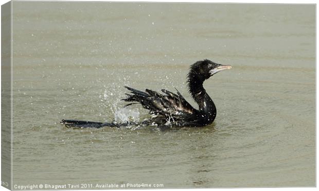 Little Cormorant Canvas Print by Bhagwat Tavri