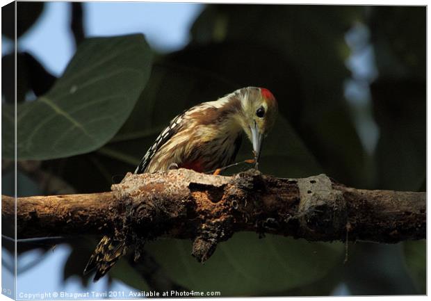Yellow-crowned Woodpecker Canvas Print by Bhagwat Tavri