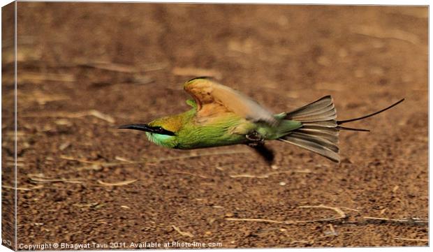 Green Bee-eater in flight Canvas Print by Bhagwat Tavri