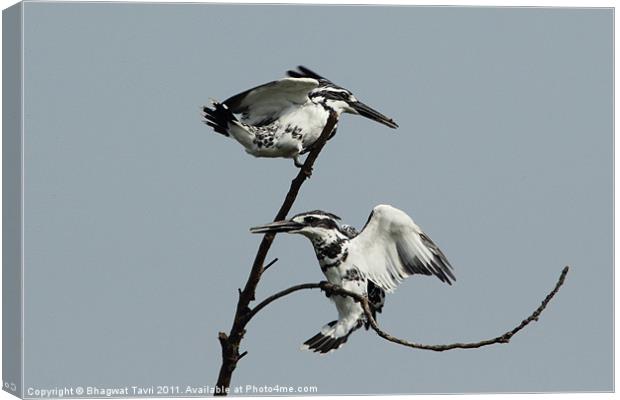 Pied Kingfisher in a pair Canvas Print by Bhagwat Tavri
