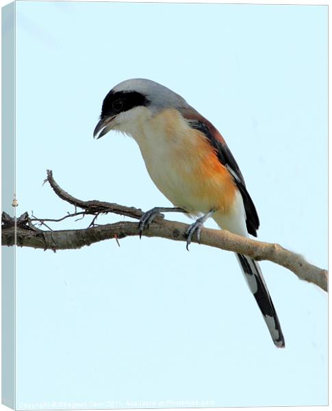 Long-tailed Shrike Canvas Print by Bhagwat Tavri