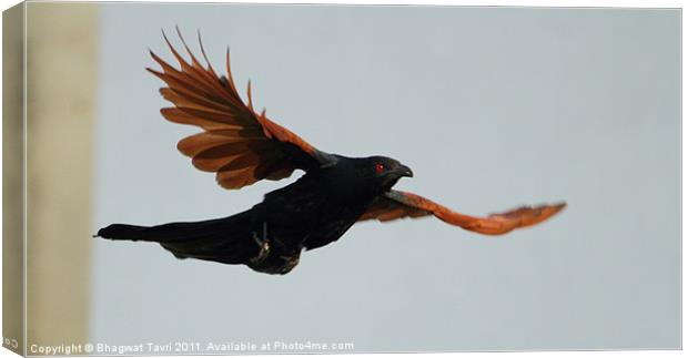 Greater Coucal in flight Canvas Print by Bhagwat Tavri