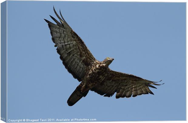 Oriental Honey Buzzard Canvas Print by Bhagwat Tavri