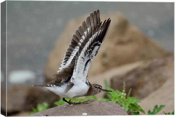 Common Sandpiper about to take-off. Canvas Print by Bhagwat Tavri
