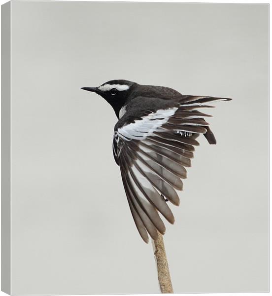 White-browed Wagtail...preening... Canvas Print by Bhagwat Tavri
