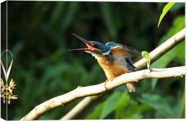 Common Kingfisher [f] Canvas Print by Bhagwat Tavri