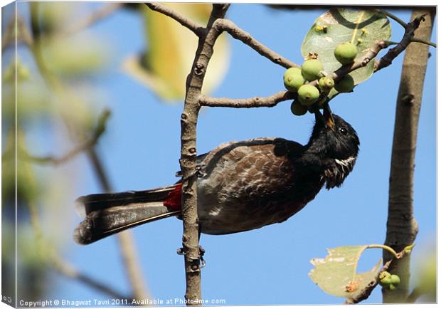 Red-vented Bulbul Canvas Print by Bhagwat Tavri