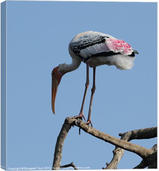 Painted Stork Canvas Print by Bhagwat Tavri