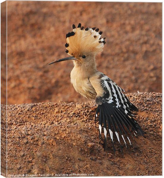 Hoopoe Canvas Print by Bhagwat Tavri