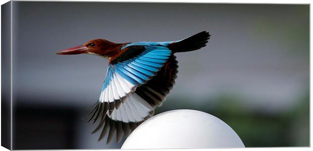 White-throated Kingfisher Canvas Print by Bhagwat Tavri