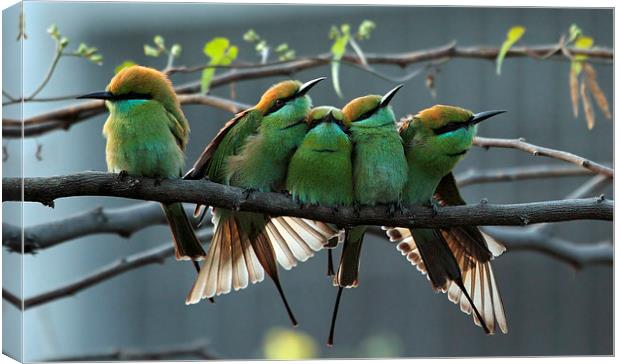 Green Bee Eater...... Canvas Print by Bhagwat Tavri