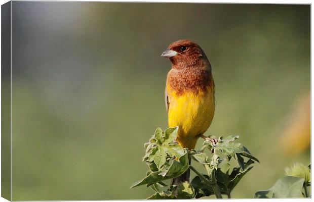 Red-headed Bunting Canvas Print by Bhagwat Tavri