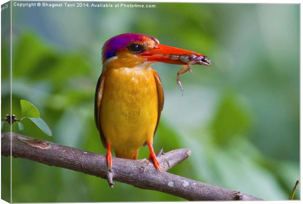  Oriental dwarf kingfisher Canvas Print by Bhagwat Tavri