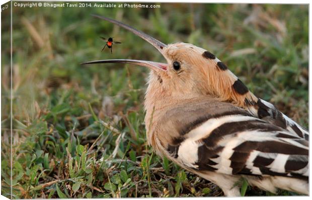  Hoopoe Canvas Print by Bhagwat Tavri