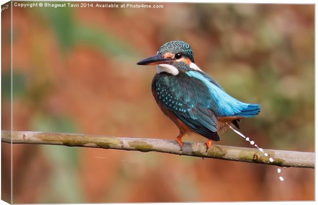  Common Kingfisher Canvas Print by Bhagwat Tavri