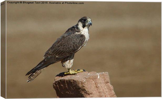  Barbary falcon Canvas Print by Bhagwat Tavri