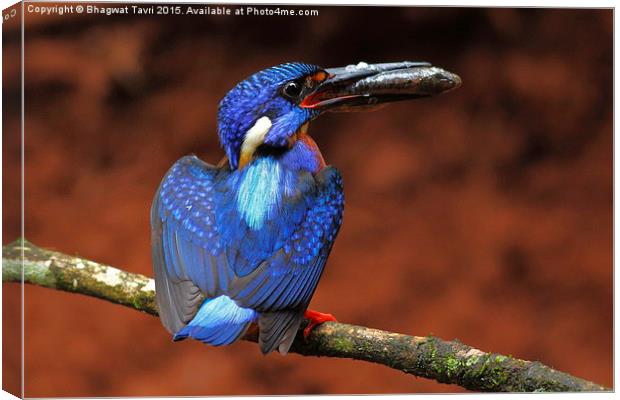  Blue-eared kingfisher m Canvas Print by Bhagwat Tavri