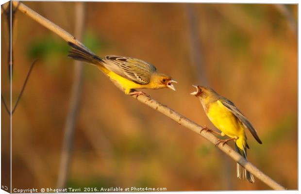 Red Headed BUNTING m Canvas Print by Bhagwat Tavri