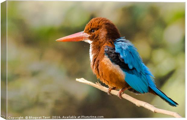 White-throated kingfisher Canvas Print by Bhagwat Tavri